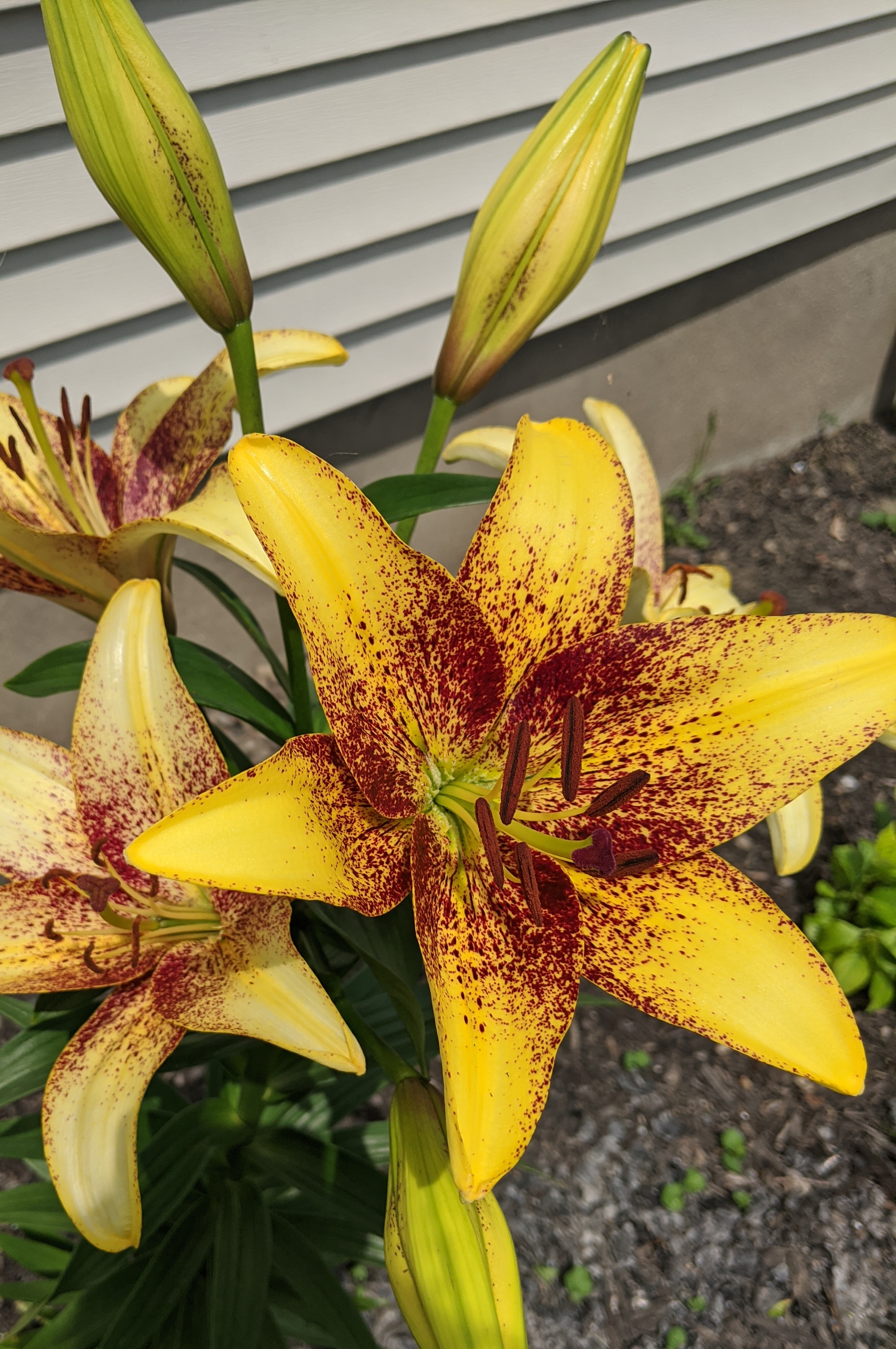 Hulk Lilies