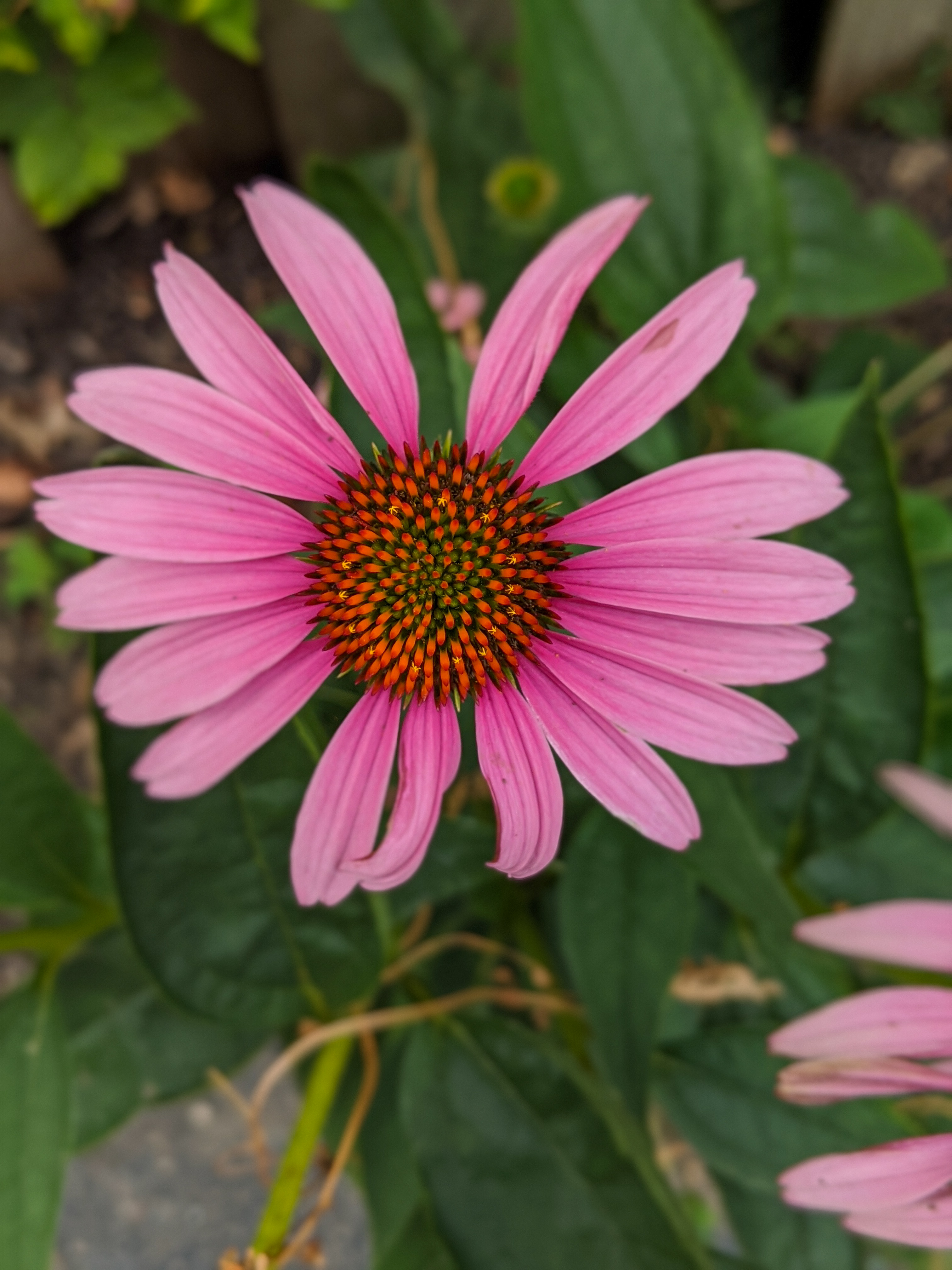 Purple Coneflowers
