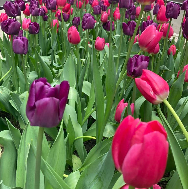 Tulips